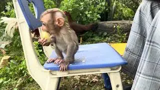 Monkey Mary is scared of the chickens 