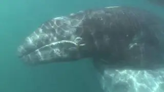 Petting an Adorable Baby Whale