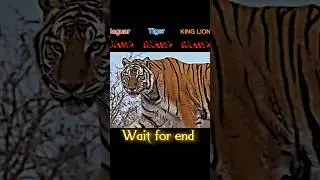 King Lion Vs Tiger Vs Jaguar #shorts #animals #tiger #lion