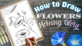How to draw Morning Glory Flower from different angles | Flower drawing tutorial for beginners