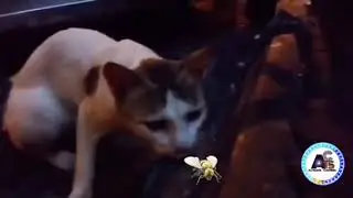 #funnyvideo,,, How Abyssinian cats eat Flies,,