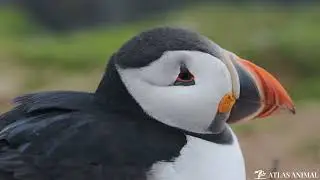 Frailecillo en 4K - Puffin 4K