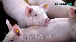 Climate solution piglet houses | StienenBE