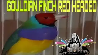 GOULDIAN FINCH || Red Headed || #Aviary Bird 🐦 #2024 | #youtube @Rainvideo-h
