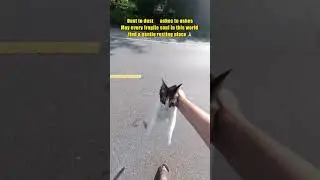 A Companion Waited for It to Wake Up...Reciting Namo Ratnasikhin Buddha for Departed Stray Cats. 🐾🕯️