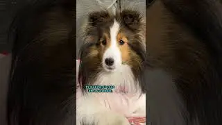 My Dog's Wisdom knows no Bounds! 🤔🐶 e575