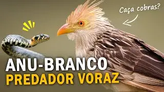 ANU-BRANCO predador dos campos | CURIOSIDADES, CANTOS e COMPORTAMENTOS