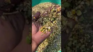 Healthy diet plan for goats| #youtubeshorts
