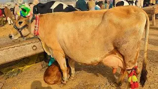 Jersey cow | HF cow | cross breed cow | cholistani cow | sahiwali cow at skp mandi latest update