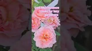 See a full video of my low maintenance roses 🌹 #rosegarden #gardening