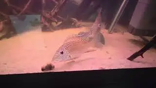 Satanoperca leucosticta и коряжка