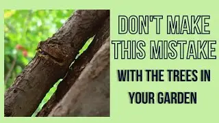 Tree Support Gone Wrong: The Right Way to Stake a Tree (Avoid These Mistakes!)