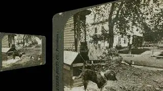 Whose pup are you? (VR 3D still-image)