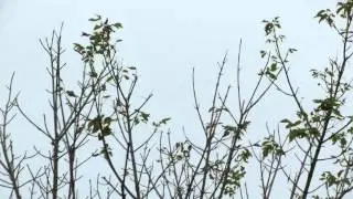 Least Flycatcher (Evansburg SP)