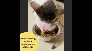 BPET - Daily Health Supplement | Tonic for Dogs and Cats| Immunity Booster #cat#kitten #catfood#pets