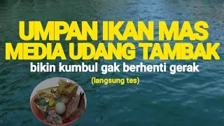 umpan ikan mas media udang