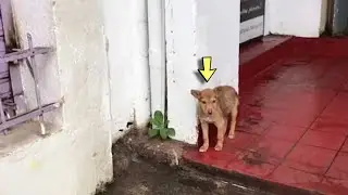 Small Abandoned Pup Wiggles Her Tail to Each Bystander, Wishing for Adoption