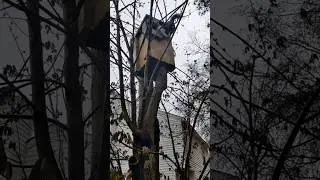 Squirrel House Tour 🇺🇸🐿️ #SHORTS