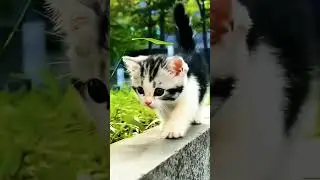 meow meow do cute #ytshorts #cutecat #kitten