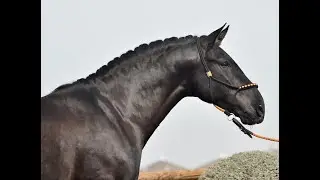 VERSO DE SUSAETA - SPANISH STALLION - YEGUADA SUSAETA - 1.67