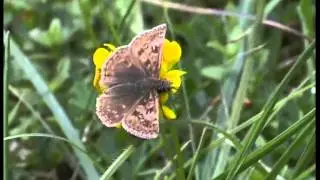 Dingy Skipper  1