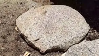 CAATINGA e a ca&ccedil;a predatoria
