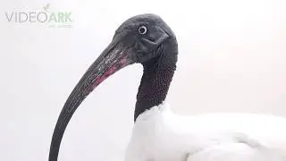 An endangered Madagascar sacred ibis (Threskiornis bernieri) at PBZT