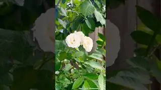 Where flowers bloom, peace begins #nature #flowers