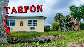 Ловля тарпона и снука нахлыстом в прудах Флориды