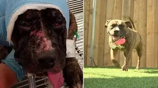 Dog survived being set on fire by owner's wife, becomes service pet