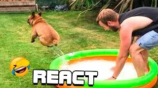 React: Die lustigsten Katzen und Hunde Videos - Beste lustige Tiervideos 2022