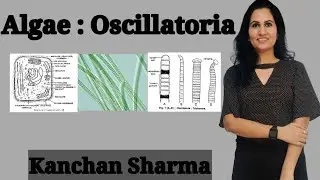 Oscillatoria l oscillatoria B.Sc. l year l life cycle of oscillatoria हिंदी में l Kanchan Sharma