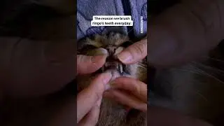 For ringo&rsquo;s the teeniest little teef #shorts #cutestcat #100mviews #ringodanyan #냥플루언서 #냥튜브