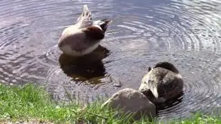 Lintuja Hupisaarten puistossa