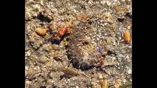 A large Scale worm (Polynoidae sp.) species - They are predatory polychaete worms!!