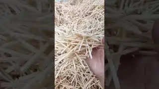 Matchstick Bulk Suppliers