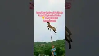 army dog centre emergency phone number karachi Hyderabad koita