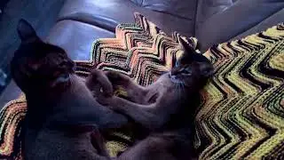 Abyssinian brotherly love, cats on the couch￼￼