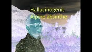 How to make Hallucinogenic alpine absinthe