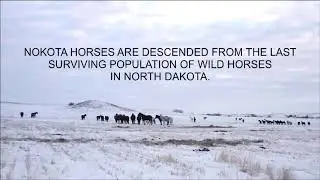 Vanishing Knowledge | The Nokota Horses