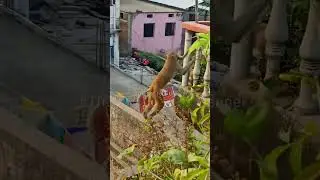 ☺Monkey Eating Cucumber || Feeding Cucumber #feeding #cucumber #monkeys