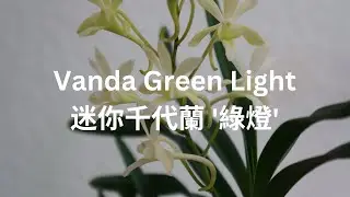 [CC/字幕] 香又好養。如果你也喜歡茉莉花加檸檬的味道，你該試試看Vanda Green Light (falcata x vietnamica) | 蘭花種植