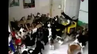 Cat Mosh Pit to Hardstyle