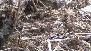 vole tunnels