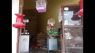 Bird available at FRIENDSHIP POULTRY FEED, Kwakeithel Thokchom Leikai,  Imphal West , Manipur