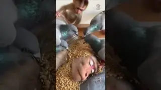 😂🐦Baby Monkey Uses Pigeons to Wake Up Mom 🐦😂 #funny #monkey #shorts #funnyanimalshorts #trends