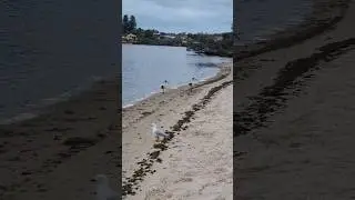 We live together on this Earth! #australia #perth #birds #호주