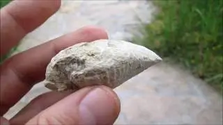Trigonia (Concha bivalva)