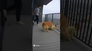 Hero Dog Saves Baby From Balcony Fall!