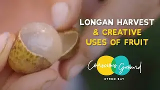 Longan Harvest with our Orchards Team Lead - Aidan Postle